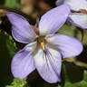 スミレサイシン（菫細辛） (Viola vaginata)-i