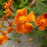 Slender-leaf marigold (Tagetes tenuifolia)-i