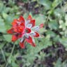 Scarlet paintbrush (Castilleja miniata)-i