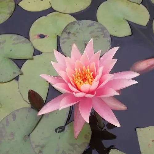 Fragrant water-lily (Nymphaea odorata)-i