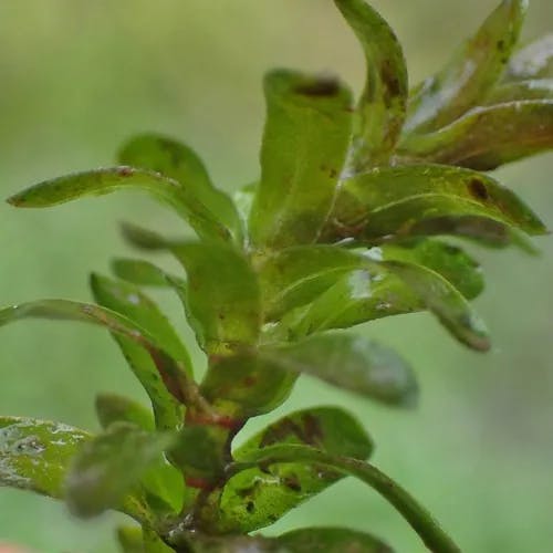 Water-thyme (Elodea canadensis)-i