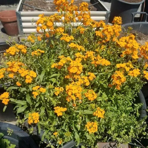 Western wallflower (Erysimum asperum)-i