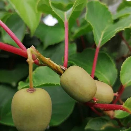 Baby kiwi (Actinidia arguta)-i