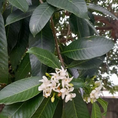 Pinwheel flower