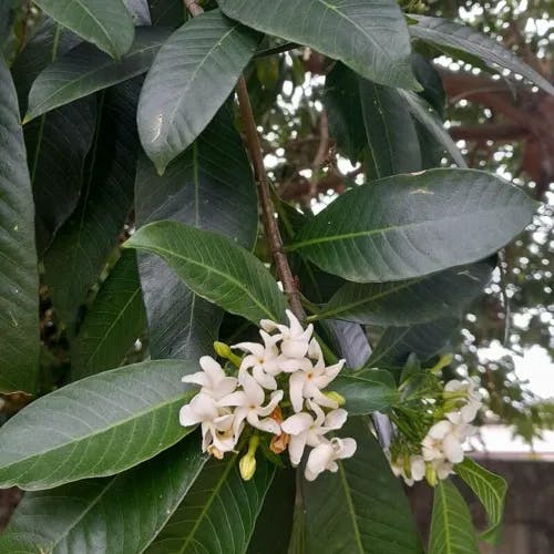 Pinwheel flower (Tabernaemontana catharinensis)-i