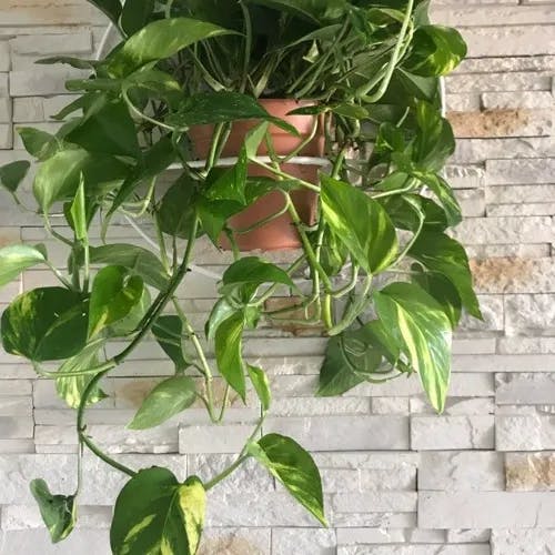 オウゴンカズラ（黄金葛） (Epipremnum aureum)-i