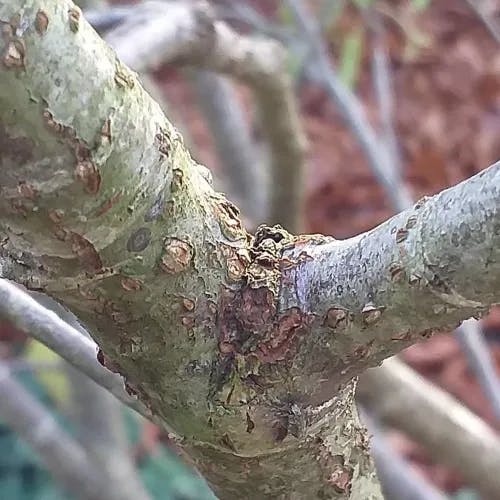 ウラジロナナカマド（裏白七竈） (Sorbus matsumurana)-i