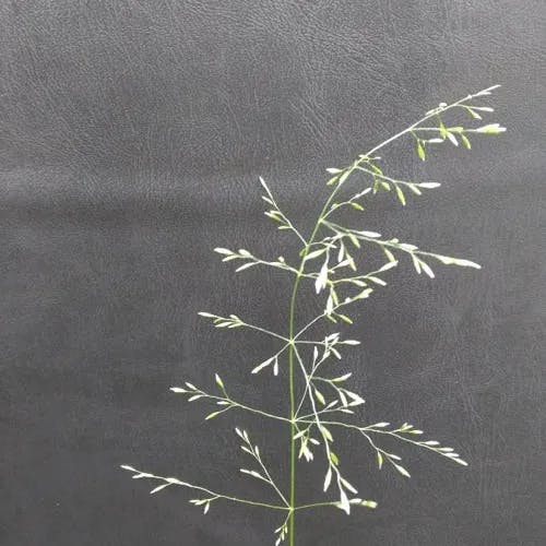 イトコヌカグサ（糸子糠草） (Agrostis capillaris)-i