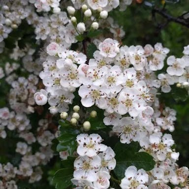 Midland hawthorn