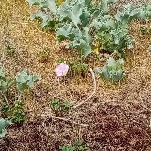 ハマヒルガオ（浜昼顔） (Calystegia soldanella)-i