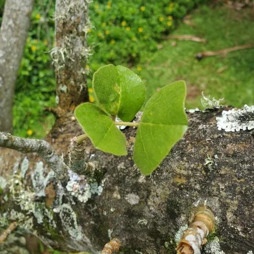 Wili wili (Erythrina sandwicensis)-i