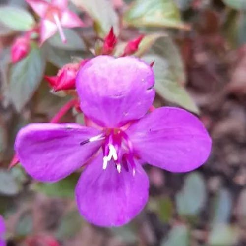 Spanish shawl (Centradenia floribunda)-i