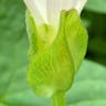 コヒルガオ（小昼顔） (Calystegia hederacea)-i