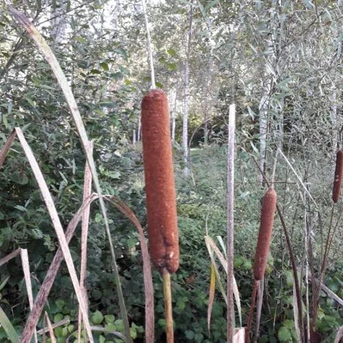 ガマ（蒲） (Typha latifolia)-i