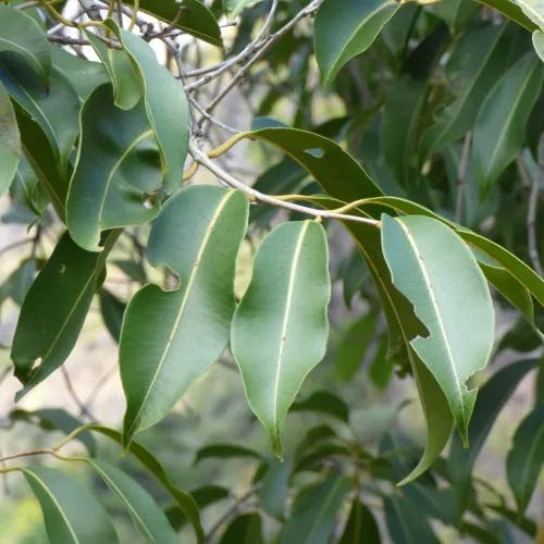 ムラサキフトモモ（紫蒲桃） (Syzygium cumini)-i