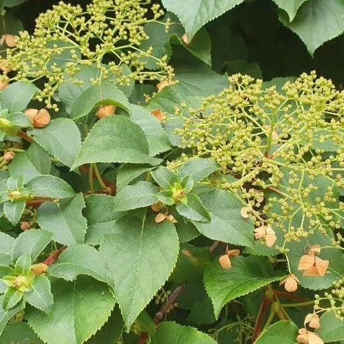 ツルアジサイ（蔓紫陽花） (Hydrangea petiolaris)-i