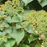 ツルアジサイ（蔓紫陽花） (Hydrangea petiolaris)-i