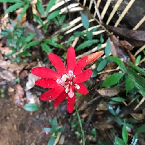 ブラジルトケイソウ（伯剌西爾時計草） (Passiflora coccinea)-i