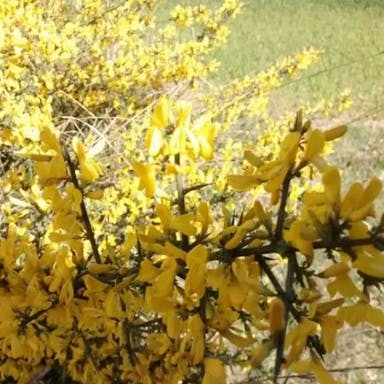 European gorse