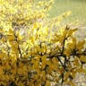 European gorse (Ulex europaeus)-i