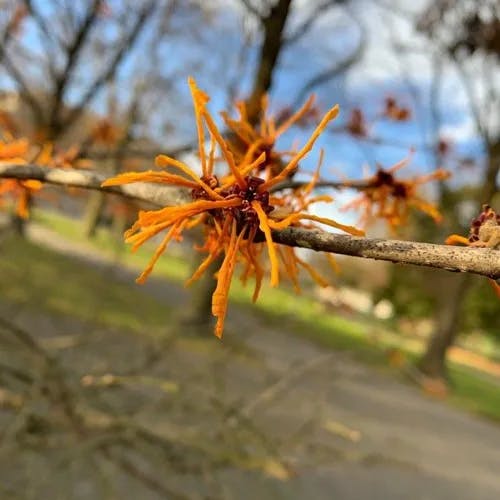 ウィッチヘーゼル (Hamamelis virginiana)-i