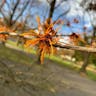 ウィッチヘーゼル (Hamamelis virginiana)-i