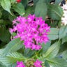 クササンタンカ（草山丹花） (Pentas lanceolata)-i