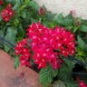 クササンタンカ（草山丹花） (Pentas lanceolata)-i