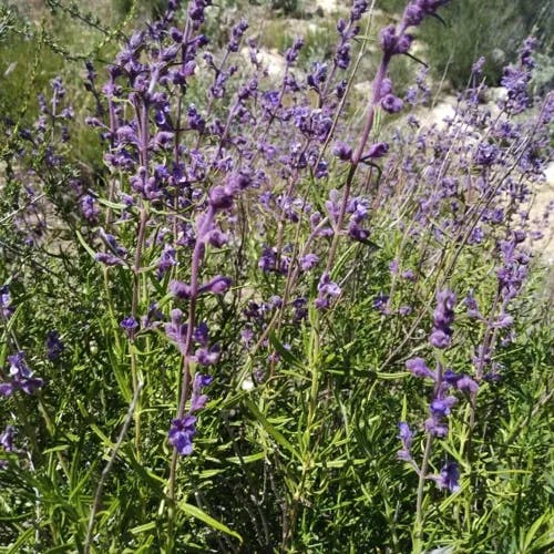 Woolly bluecurls (Trichostema lanatum)-i