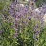 Woolly bluecurls (Trichostema lanatum)-i