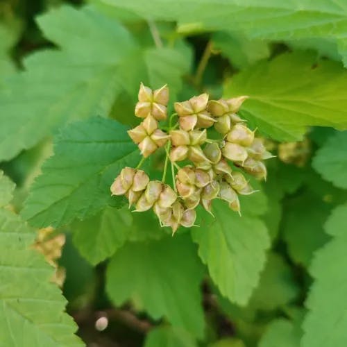 アメリカシモツケ（アメリカ下野） (Physocarpus opulifolius)-i