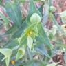 ホルトソウ（続随子草） (Euphorbia lathyris)-i