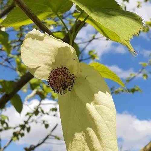 Handkerchief-tree (Davidia involucrata)-i