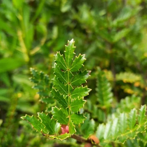 Tineo (Weinmannia trichosperma)-i