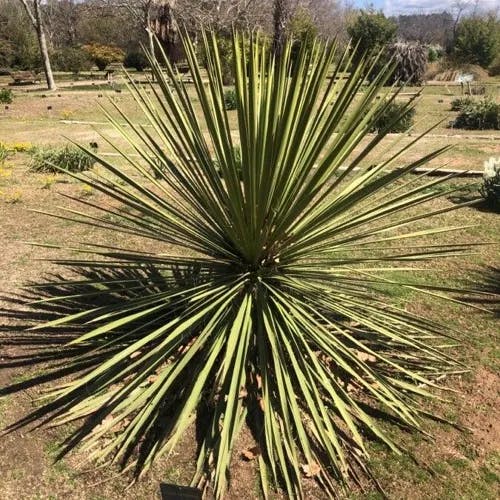 Spanish dagger (Yucca faxoniana)-i