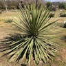 Spanish dagger (Yucca faxoniana)-i