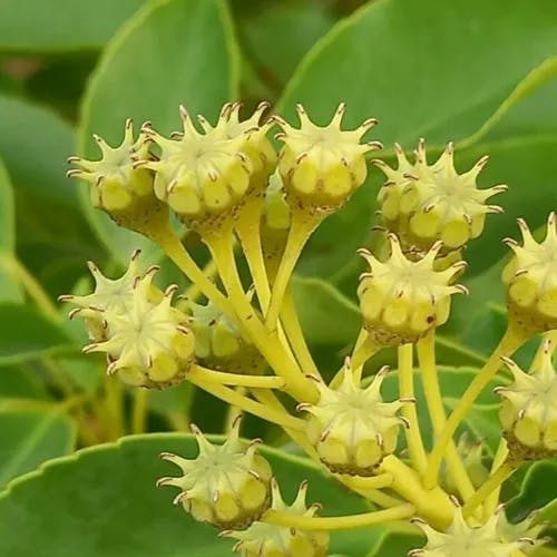 ヤマグルマ（山車） (Trochodendron aralioides)-i