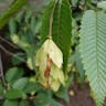 クマシデ（熊四手） (Carpinus japonica)-i