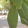 Netleaf white oak (Quercus polymorpha)-i