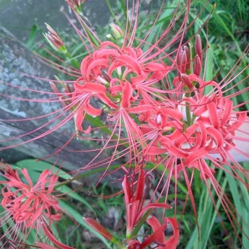 ヒガンバナ（彼岸花） (Lycoris radiata)-i