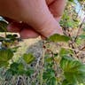 European gooseberry (Ribes uva-crispa)-i