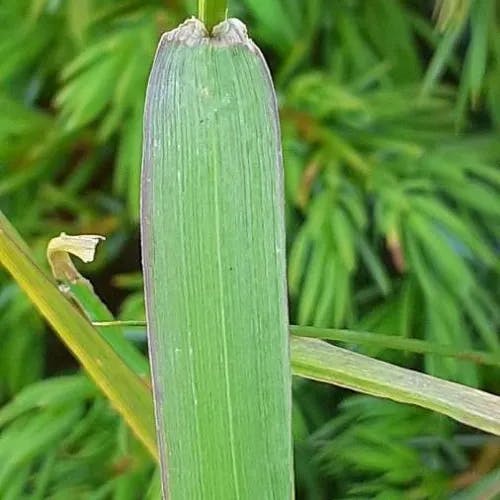 ミヤマアワガエリ（深山泡返り） (Phleum alpinum)-i