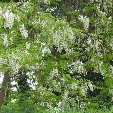 Black Locust