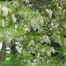 Black Locust (Robinia pseudoacacia)-i