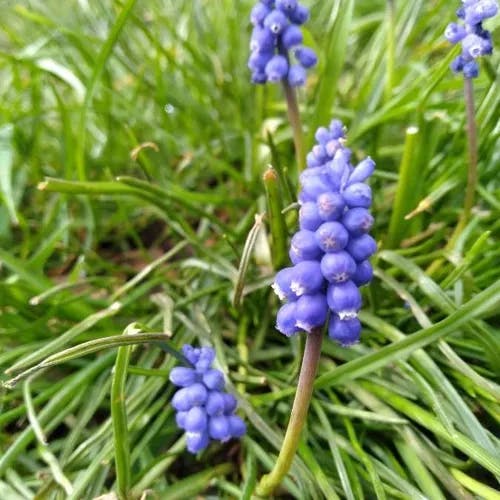 ルリムスカリ（瑠璃ムスカリ） (Muscari botryoides)-i