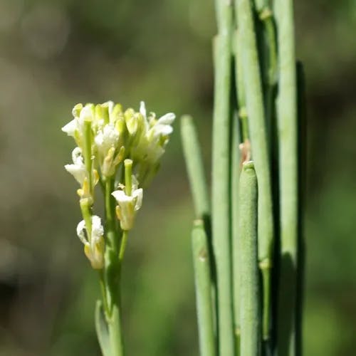 ハタザオ（旗竿） (Turritis glabra)-i