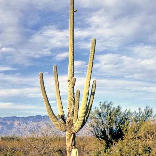 ベンケイチュウ（弁慶柱） (Carnegiea gigantea)-i