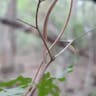 Japanese climbing fern (Lygodium japonicum)-i