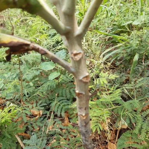 Plume-poppy (Bocconia frutescens)-i
