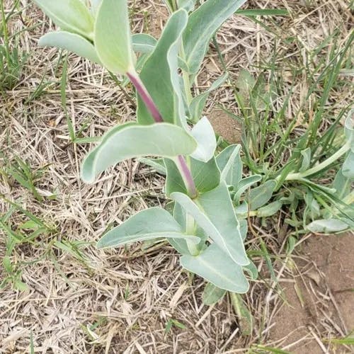 Large beardtongue (Penstemon grandiflorus)-i